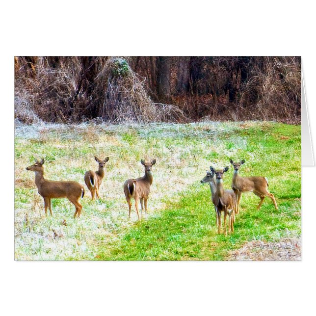 Cerfs communs dans le Frost (Devant horizontal)