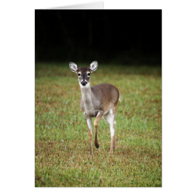 Cerfs communs de début de la matinée (Devant)