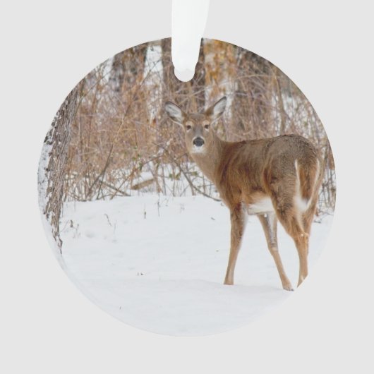 Cerfs communs de mâle de bouton dans le domaine (devant)