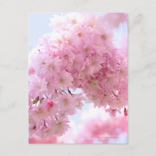 Cerise de pleur : Carte postale (Devant)