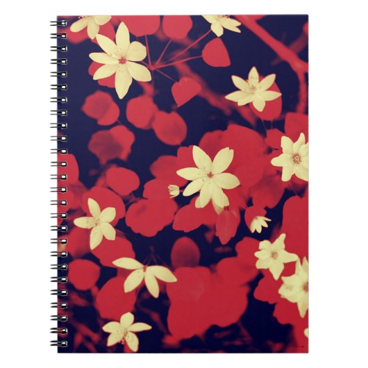 Cerise et Carnet rouge (Devant)