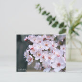 Cerise Plum : Carte postale (Debout devant)