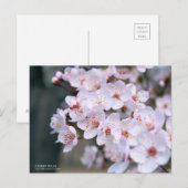 Cerise Plum : Carte postale (Devant / Derrière)
