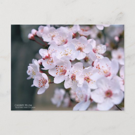 Cerise Plum : Carte postale (Devant)