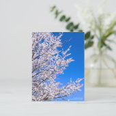 Cerise Plum : Carte postale (Debout devant)
