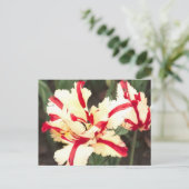 Cerise vanille ! Carte postale (Debout devant)