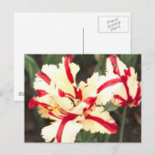 Cerise vanille ! Carte postale (Devant / Derrière)