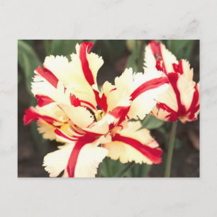 Cerise vanille ! Carte postale