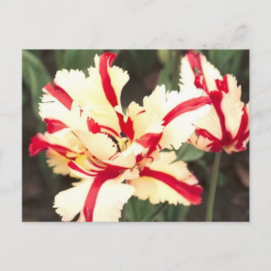 Cerise vanille ! Carte postale (Devant)