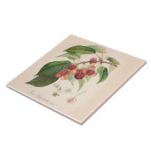 Cerises décor de cuisine de carreau de céramique (Côté)