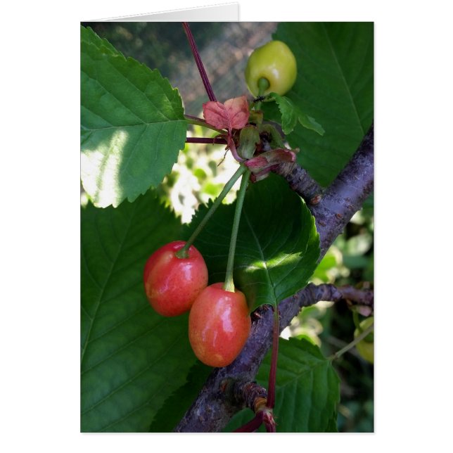 Cerises en rouge (Devant)