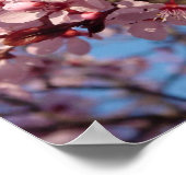 Cerises Jubilé (1) Poster (Coin)