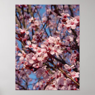 Cerises Jubilé (1) Poster