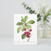 Cerises pour vous Carte postale (Debout devant)