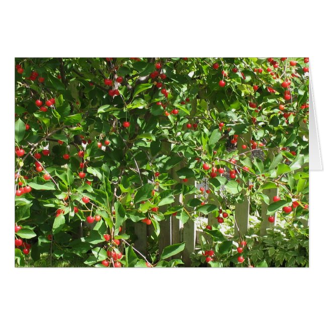 Cerises rouges de tarte (Devant horizontal)