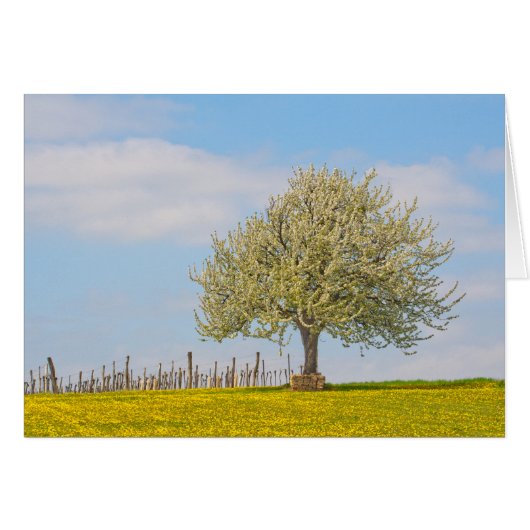 Cerisier au printemps (Devant horizontal)