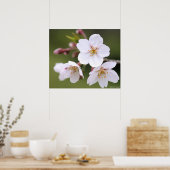 Cerisier Yoshino : Affiche (Cuisine)