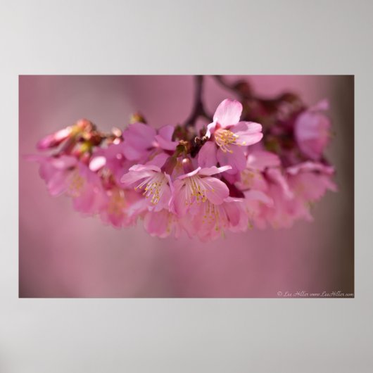 Cerisiers en Fleurs Affiche Printemps 2012 (Devant)