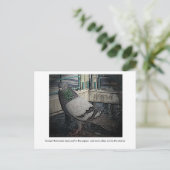 Certains jours, tu es la carte postale Pigeon (Debout devant)