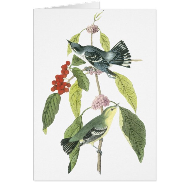 Cerulean Warbler, John Audubon (Voorkant)