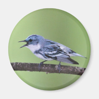Cerulean Warbler Magneet