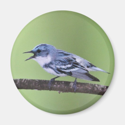 Cerulean Warbler Magneet (Voorkant)
