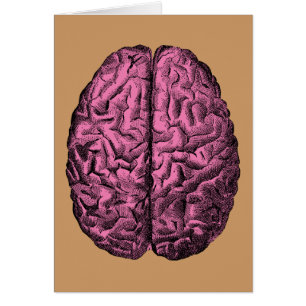 Cerveau humain d'anatomie
