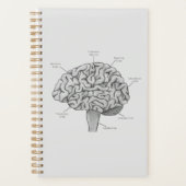 Cerveau scientifique (Devant)