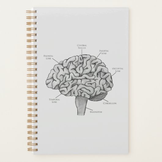 Cerveau scientifique (Devant)