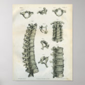 Cervicale en thoracale wervelkolom poster (Voorkant)