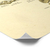 Cervicale wervels anatomie Spinale Botten Afdrukke Poster (Hoek)