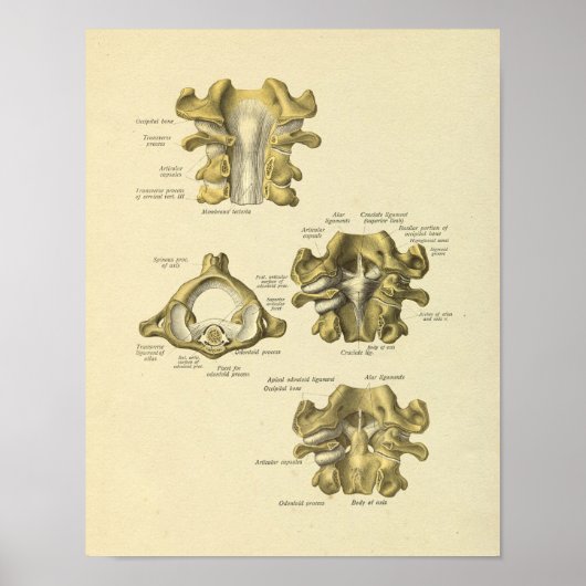 Cervicale wervels anatomie Spinale Botten Afdrukke Poster (Voorkant)