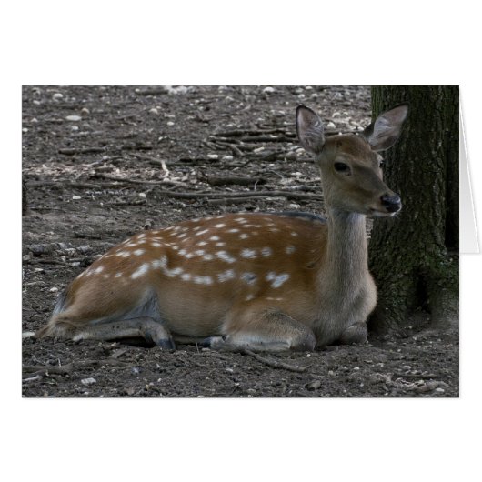 Cervus nippon (Devant horizontal)