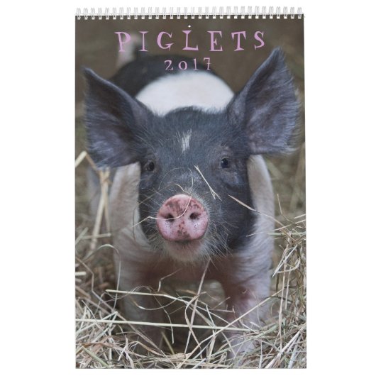 Ces porcelets - calendrier mural de 2017 animaux (Protection)
