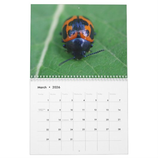 C'est les Beetles ! Calendrier d'injection (Mar 2026)