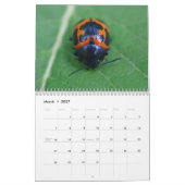 C'est les Beetles ! Calendrier d'injection (Mar 2027)