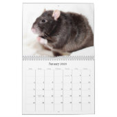 C'est un calendrier 2016 du monde de rat (Jan 2026)