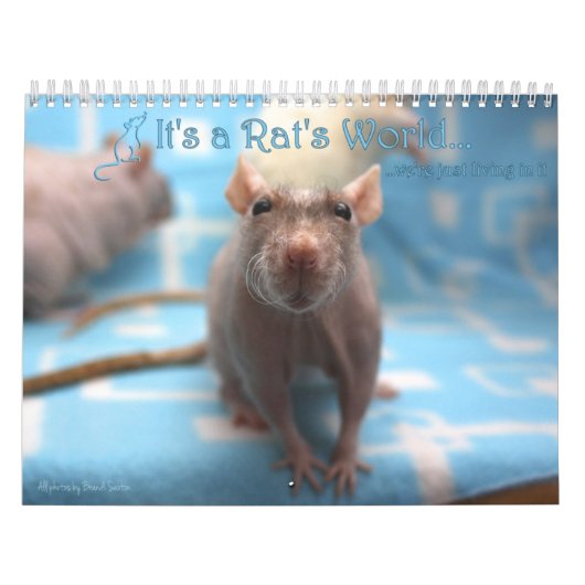 C'est un calendrier du monde des rats 2016 (Protection)