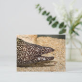 C'est un Moray ! Carte postale (Debout devant)