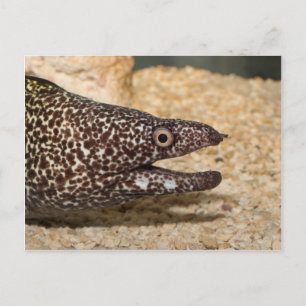 C'est un Moray ! Carte postale