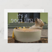 C'est une carte postale de la vie des chiens (Devant / Derrière)