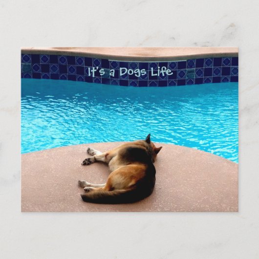 C'est une vie de chien ~ Carte postale / Invitatio (Devant)