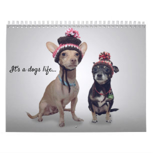 C'est une vie de chien, chien du calendrier du moi