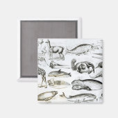 Cetacea Edentata Magneet (Voorkant / Achterkant)