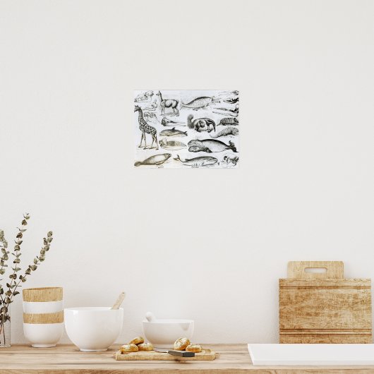 Cetacea Edentata Poster (Keuken)