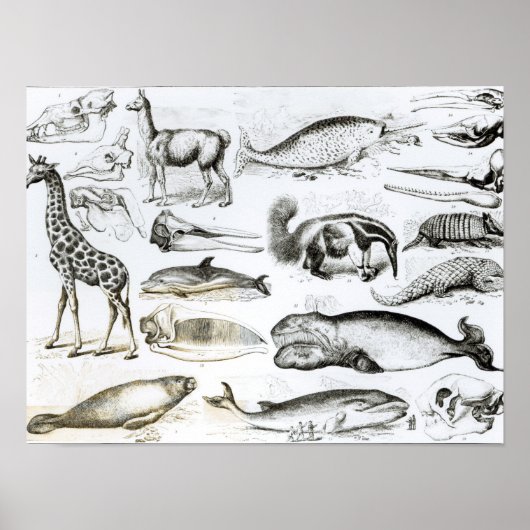Cetacea Edentata Poster (Voorkant)