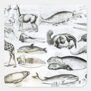 Cetacea Edentata Vierkante Sticker