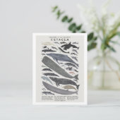 Cétacés Briefkaart (Staand voorkant)