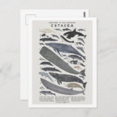Cétacés Briefkaart (Voorkant / Achterkant)