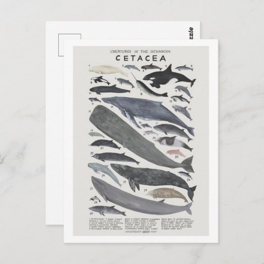Cétacés Briefkaart (Voorkant / Achterkant)